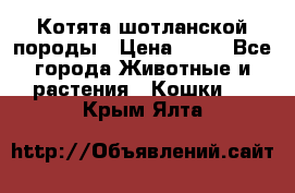 Котята шотланской породы › Цена ­ 40 - Все города Животные и растения » Кошки   . Крым,Ялта